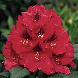 Rhododendron rouge 'Lord Roberts' / Rhododendron Lord Roberts